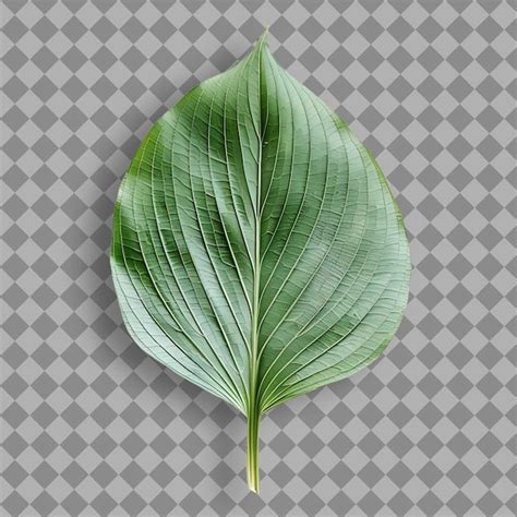 葉形狀|葉形 (Leaf shape)：通常指一葉片之整個外圍之輪廓形狀。